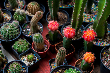 Collection of various cactus and succulent plants in different pots.