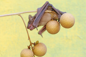 A short-nosed fruit bat eating longan fruit. This flying mammal has the scientific name Cynopterus minutus.