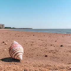 Seashell on Sandy Beach Summer Photo