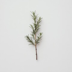 Fototapeta premium Fresh rosemary sprig showcasing vibrant green needles against a plain background in a well-lit setting
