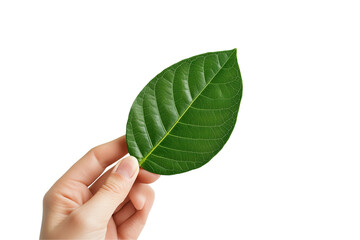 a Hand holding a green leaf isolated on a transparent background
