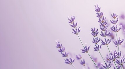 Naklejka premium Lavender stalks gently sway against a pastel lavender background creating a serene atmosphere of tranquility and beauty