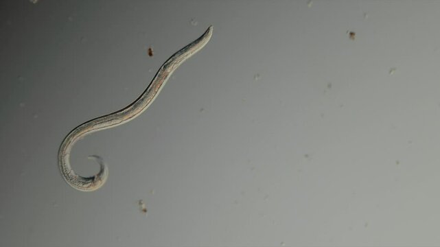 ein spulwurm unter dem mikroskop, nematoda