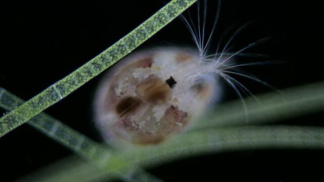 ein muschelkrebs vor schwarzem hintergrund zwischen algen unter dem mikroskop, ostracoda