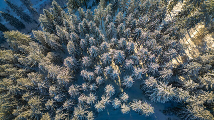 Aerial view of a snowy winter forest with frosty evergreen trees glowing in golden sunlight. A serene and magical winter landscape.