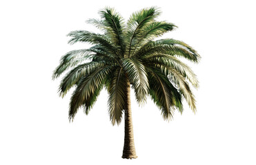 Obraz premium a coconut tree isolated on a transparent background