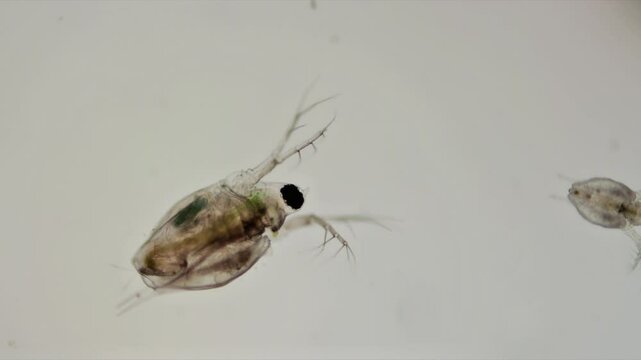 ein wasserfloh vor wei&szlig;em hintergrund bewegt sich und atmet, daphnia