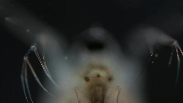 ein wasserfloh vor schwarzem hintergrund bewegt seine arme in gruseliger weise, daphnia