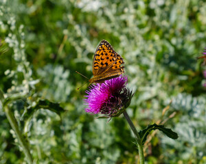 Schmetterling auf Distelblüte in sommerlicher Wiese