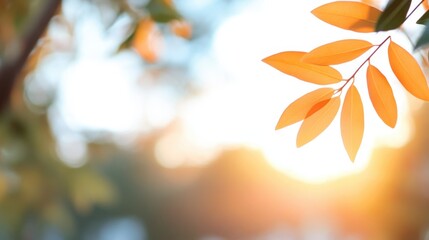 Obraz premium Golden leaves glimmer in the warm sunlight of a serene afternoon