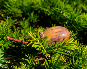 Eichel auf Nadelzweigen im Sonnenlicht