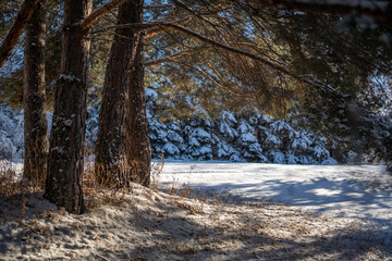 Underneath Pine Trees in the Winter 