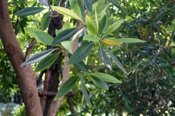 Fototapeta premium Green leaves of Elaeocarpus grandiflorus. Fairy petticoats, Lily of the valley.