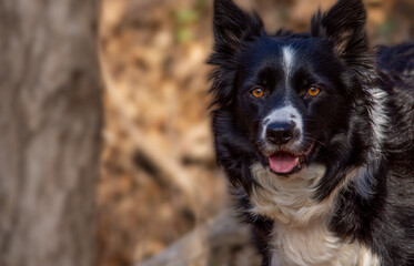 Happy Border Collie dog standing outdoors with bright eyes and a playful expression. Perfect for pet care, outdoor adventures, family themes, and marketing campaigns.