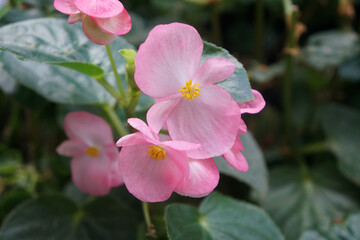 Beautiful pink Wax Begonia flowers. Begonia sempreflorens.