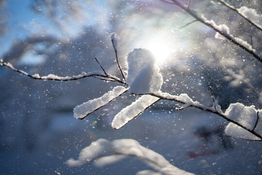 Branch Covered in Snow with Keylight and Sunburst