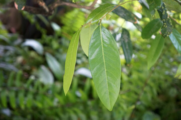 Green leaves of Xanthophyllum lanceatum, a tree in the Polygalaceae family. Dicotyledonous plants.