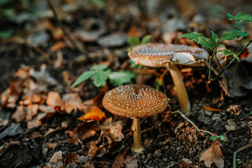 Mushrooms growing in forest autumn. Fungi close-up, toxic fly agaric,wild nature