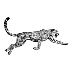 Cheetah Running Side View with Detailed Black Spots Black and White Outline Line Art Drawing