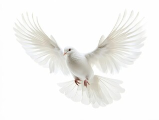 Obraz premium majestic white dove in full flight with spread wings against pure white background symbolizing peace and freedom