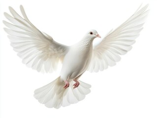 majestic white dove in full flight with spread wings against pure white background symbolizing peace and freedom