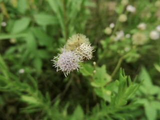 Ethereal Macro Shot of a Tiny Fluffy Wildflower – Soft Natural Elegance