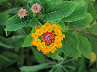 Vibrant Lantana Flowers in Full Bloom – Stunning Macro Nature Photography
