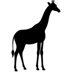 Giraffe silhouette