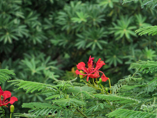Isolated Red Royal Poinciana Bloom Among Lush Green Leaves – Tranquil and Tropical Floral Scene
