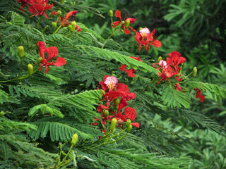 Vibrant Scarlet Flame Tree Blossoms (Delonix Regia) Surrounded by Fresh Greenery – Stunning Nature Close-Up