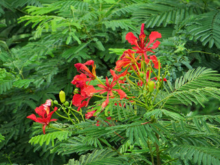 Bright Red Royal Poinciana Flowers (Delonix Regia) Amidst Lush Green Foliage – Exotic Tropical Beauty