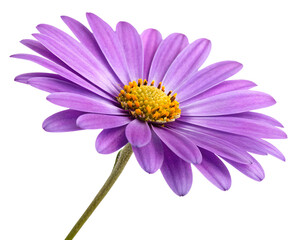 Obraz premium Bright purple daisy with vibrant yellow core, floral design