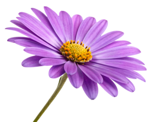 Bright purple daisy with vibrant yellow core, floral design