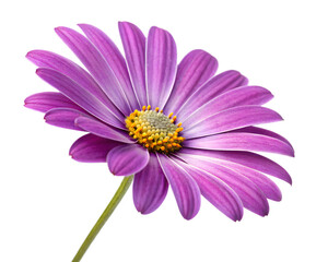 Obraz premium Purple daisy flower with yellow core on transparent background