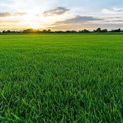 Obraz premium Beautiful Sunset Over Lush Green Field with Vibrant Grass and Colorful Sky in Horizontal Landscape View in Tranquil Rural Setting