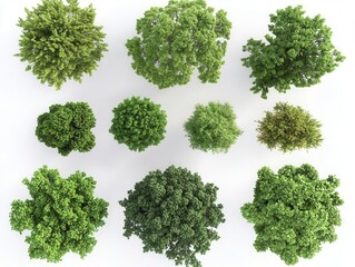realistic 3d rendering of large trees top view collection with detailed foliage isolated on white background for landscape design