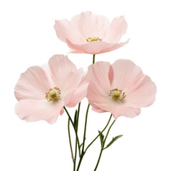 Delicate Pink Blooms with Soft Petals and Green Stems on a White Background for Nature and Floral Themes