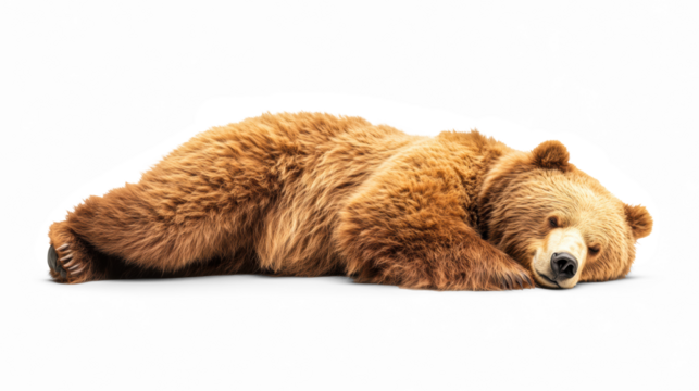 Resting Bear on Transparent Background