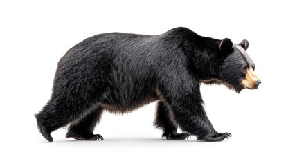 Fototapeta premium Bear walking on a transparent background.