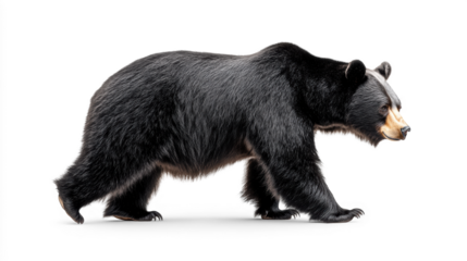 Bear walking on a transparent background.
