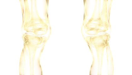 Human Knee Joint Anatomy: Detailed 3D Render of Two Knees, showcasing bones, ligaments, and cartilage.