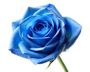 blue rose isolated on a white background