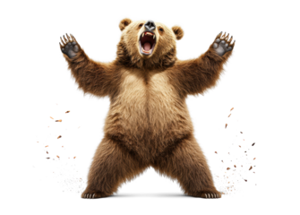 Bear Standing with Open Arms Roaring Fiercely