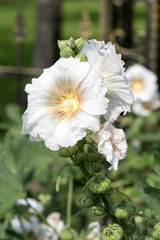 Obraz premium Beautiful Hollyhock (Alcea rosea) flowers.