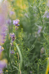 Lavender is an evergreen plant native.