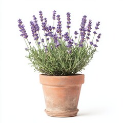 Naklejka premium Lavender plant in rustic terracotta pot adds charm to any indoor or outdoor space with its vibrant purple flowers