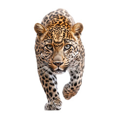 Obraz premium Close-Up of a Majestic Leopard Stepping Forward on White or Transparent Background