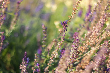 Obraz premium Woodland sage (Salvia nemorosa or Balkan clary). Enjoying the nature of the central park during the wind.