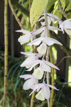 Beautiful Hooded Dendrobium (dendrobium aphyllum) flowers.
