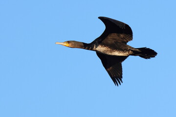 al volo